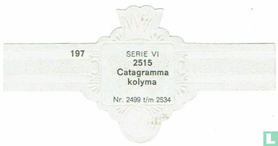 Catagramma kolyma - Afbeelding 2