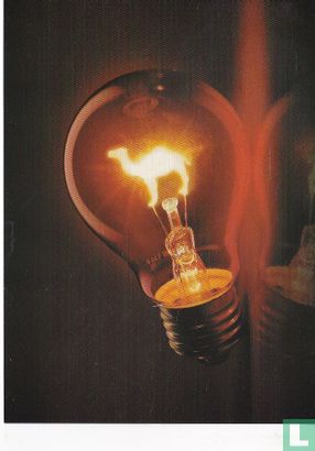 00475 - Camel - Image 1