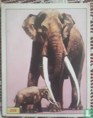 Falconeri Elephant - Image 1