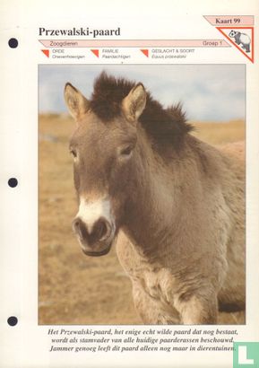 Przewalski-paard - Image 1