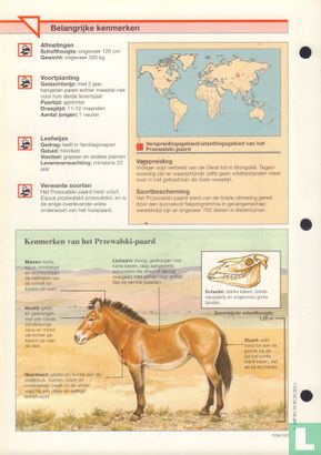 Przewalski-paard - Image 2