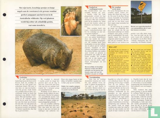 Gewone wombat - Afbeelding 3