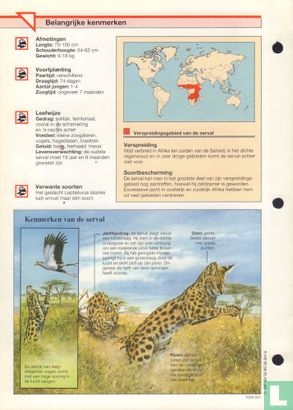 Serval - Image 2