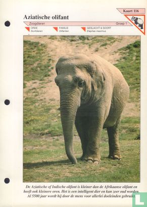 Aziatische olifant - Afbeelding 1