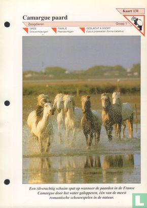 Camargue paard - Image 1