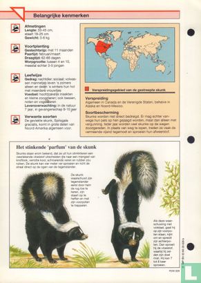 Gestreepte skunk - Image 2