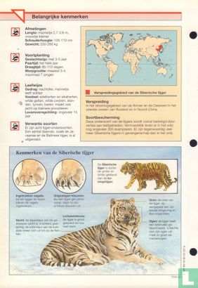 Siberische tijger [met bestelbon] - Image 2