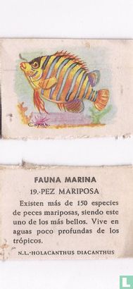 19 Pez Mariposa