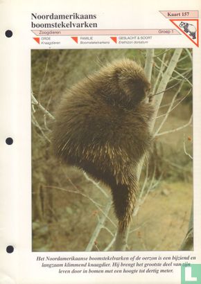 Noordamerikaans boomstekelvarken - Image 1