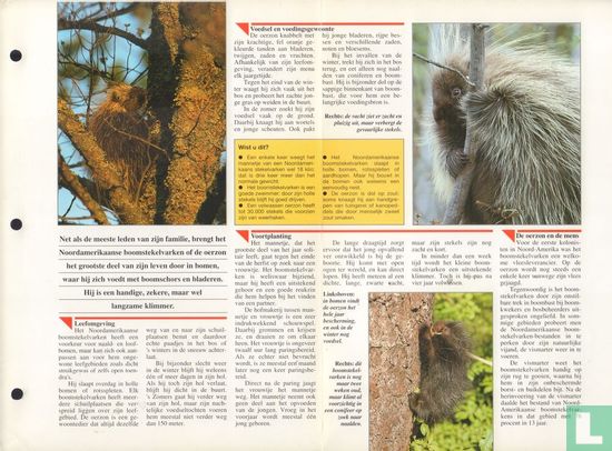 Noordamerikaans boomstekelvarken - Image 3