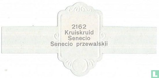 Kruiskruid - Senecio przewalskii - Afbeelding 2