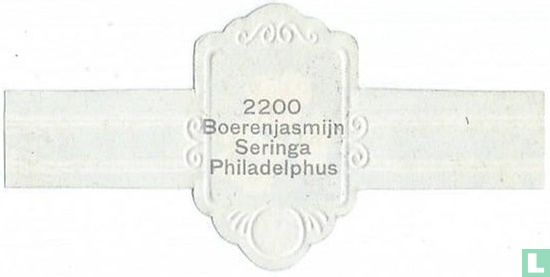 Boerenjasmijn - Philadelphus - Image 2