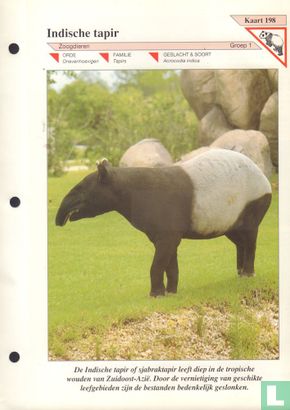 Indische tapir - Bild 1