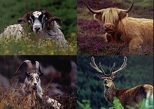Scottish horned animals