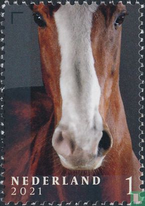 Paarden - Afbeelding 1