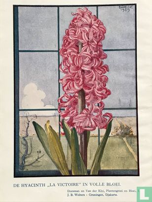 Hyacinth "Las Victoire" in bloei