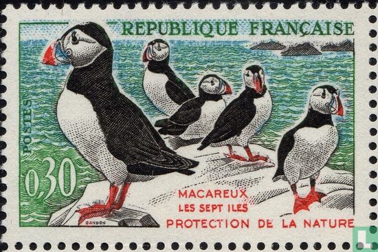 Puffin - Image 1