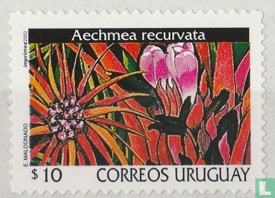 Bromeliad Aechmea recurvata