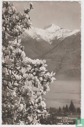 Primavera a Locarno Tessin Schweiz Ansichtskarten Ticino Switzerland 1945 Postcard - Image 1