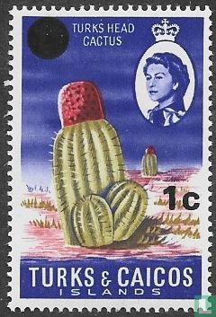 Cactus with overprint
