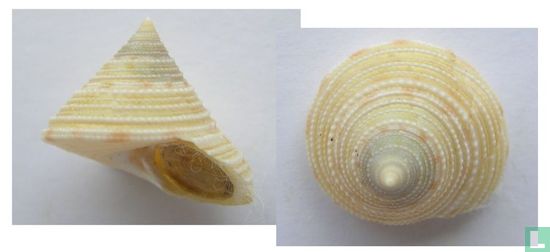 Calliostoma bairdii - Image 1