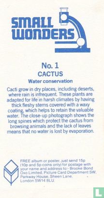 Cactus - Afbeelding 2