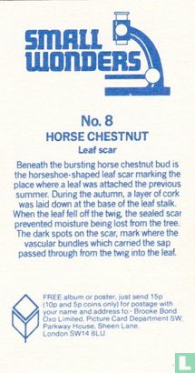Horse Chestnut - Afbeelding 2