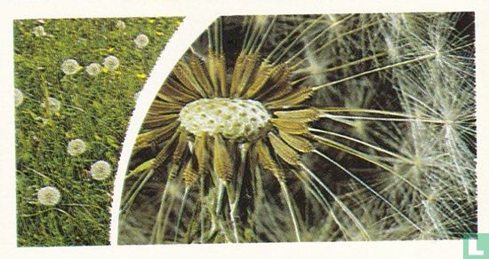 Dandelion Seeds - Afbeelding 1