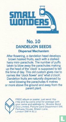Dandelion Seeds - Afbeelding 2