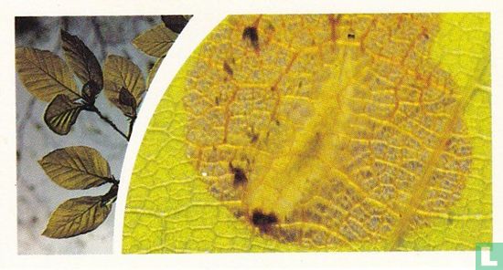 Beech Leaf - Afbeelding 1
