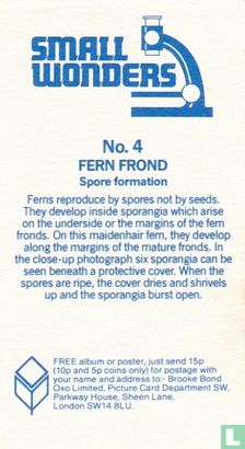 Fern Frond - Afbeelding 2