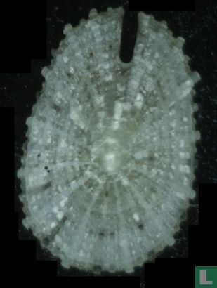 Emarginula paucipunctata - Afbeelding 2