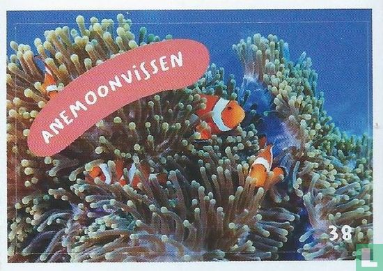 Anemoonvissen - Image 1