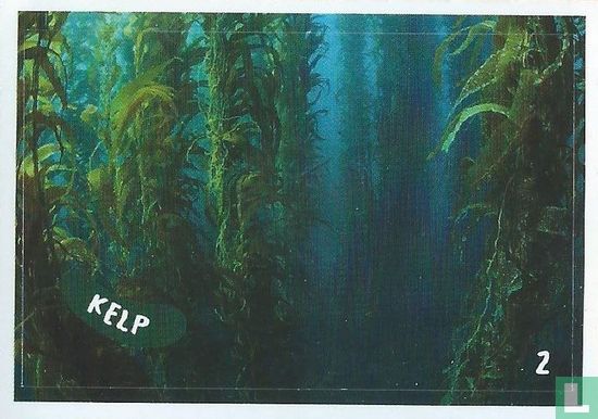 Kelp - Image 1