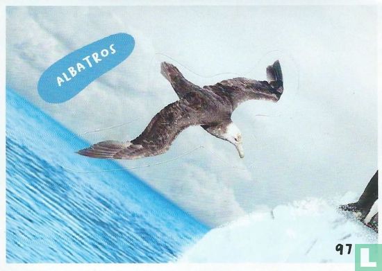 Albatros - Afbeelding 1