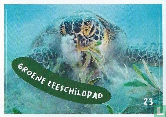Groene zeeschildpad - Bild 1