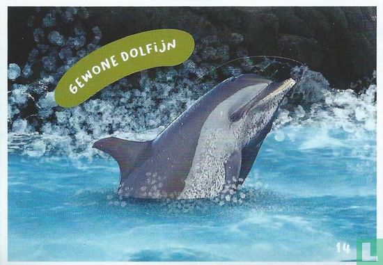 Gewone dolfijn - Image 1