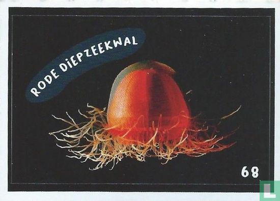 Rode diepzeekwal - Image 1