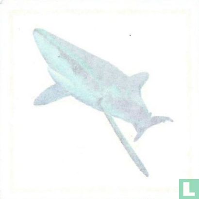 Blauwe haai - Bild 1