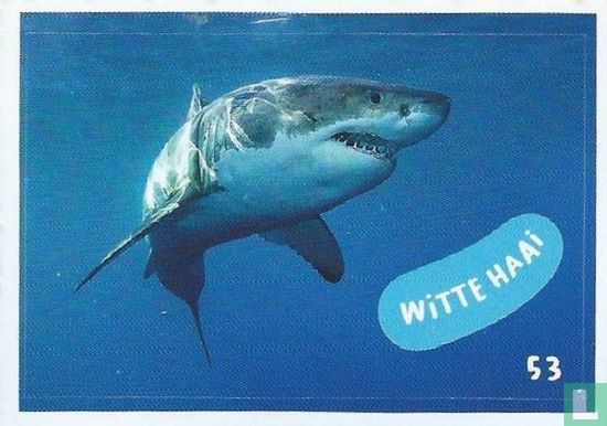 Witte haai - Image 1