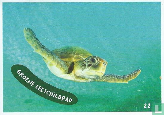 Groene zeeschildpad - Image 1