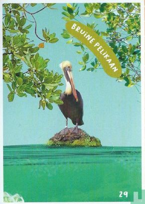 Bruine pelikaan - Afbeelding 1