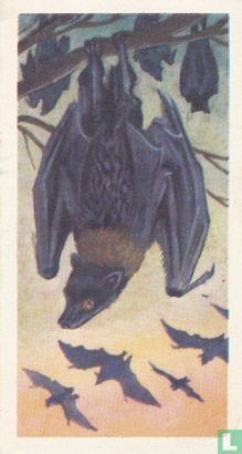 Malay Fruit Bat - Afbeelding 1