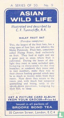 Malay Fruit Bat - Afbeelding 2