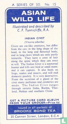 Indian Civet - Afbeelding 2