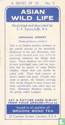 Hanuman Monkey - Afbeelding 2