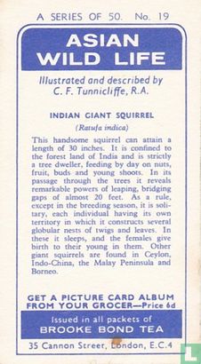 Indian Giant Squirrel - Afbeelding 2