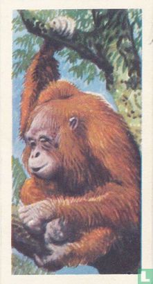 Orang-utan - Afbeelding 1