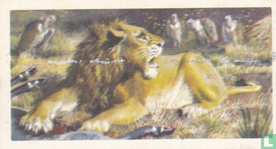 Indian Lion - Image 1