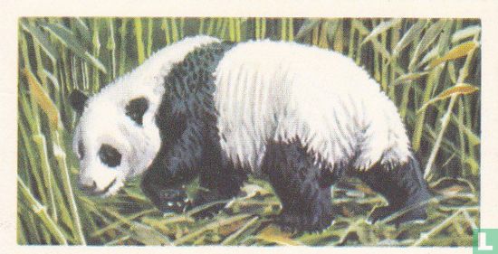 Giant Panda - Afbeelding 1